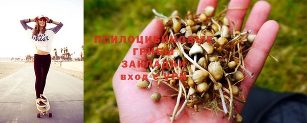 хмурый Аркадак