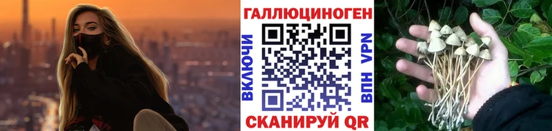 блэк спрут вход  Ржев  Галлюциногенные грибы Magic Shrooms 